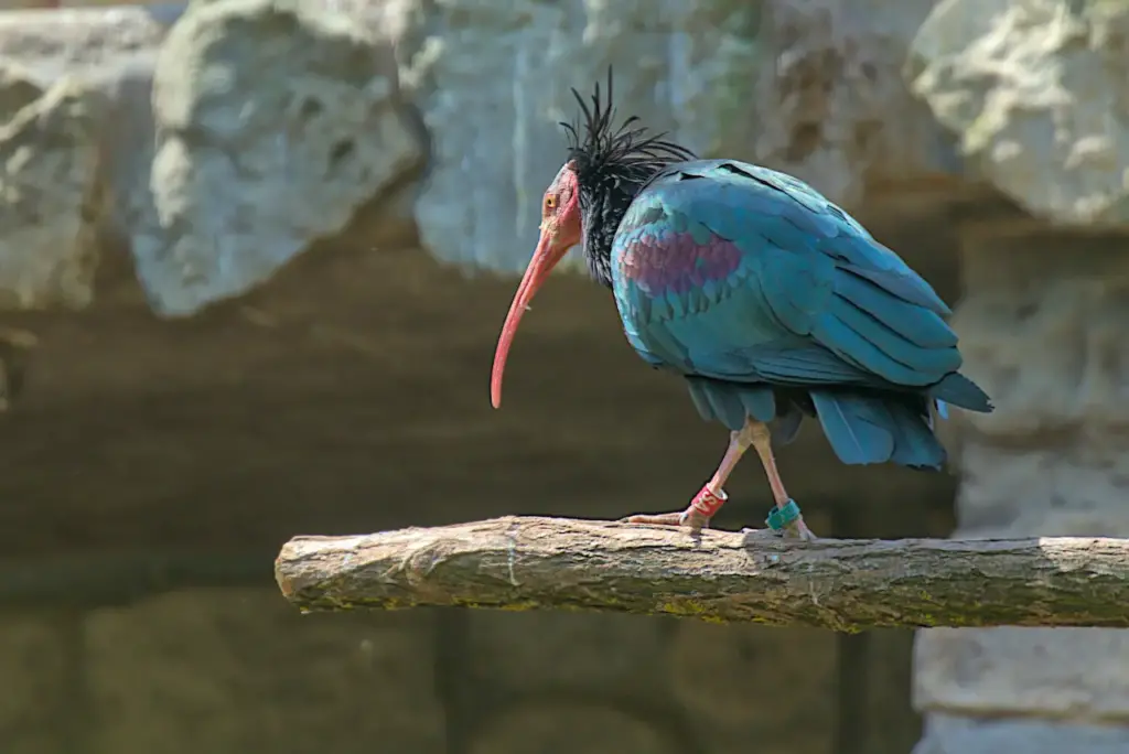 A Natural Bald Ibis Species Standing On A Rock