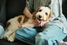 Natural Materials in Sustainable Pet Products