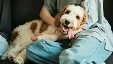 Natural Materials in Sustainable Pet Products