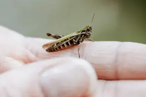Naturalists Handbook Series Review Grasshopper