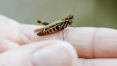 Naturalists Handbook Series Review Grasshopper