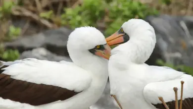 Two Nazca Boobies Together