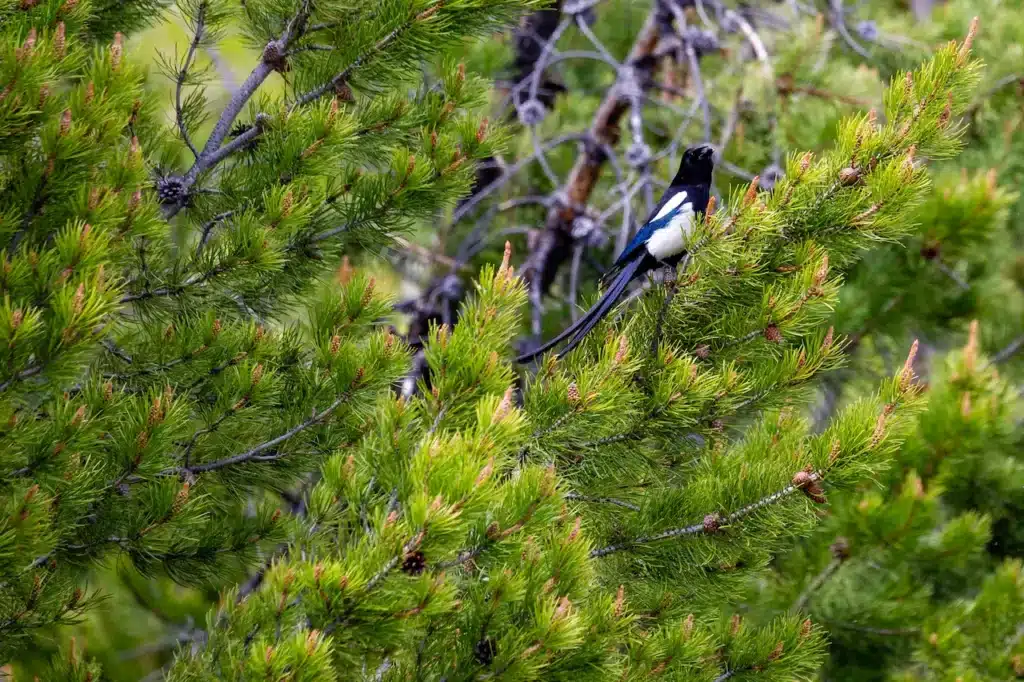 Needle-billed Hermits