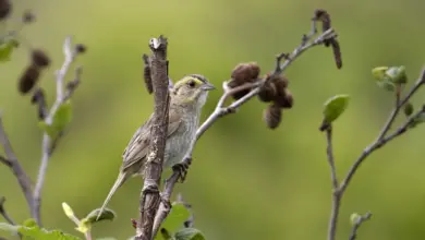 Nelson’s Sparrow Perched on a Thorn