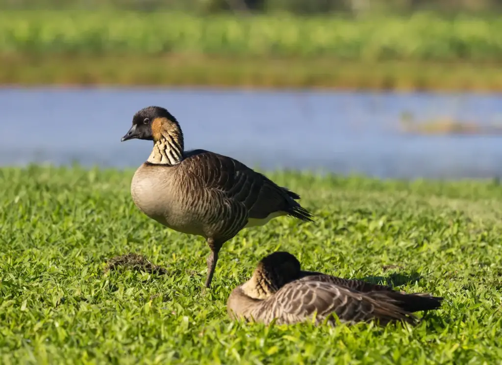 Nēnē-nui Geese on the Grass Resting