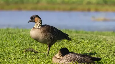 Nēnē-nui Geese on the Grass Resting
