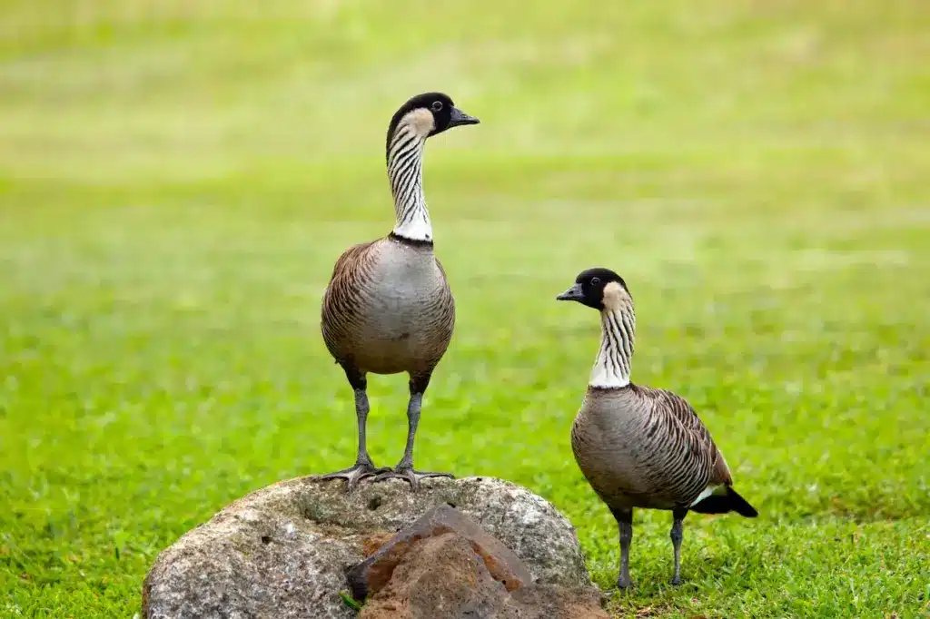 Nēnē-nui Geese or Woodwalking Goose