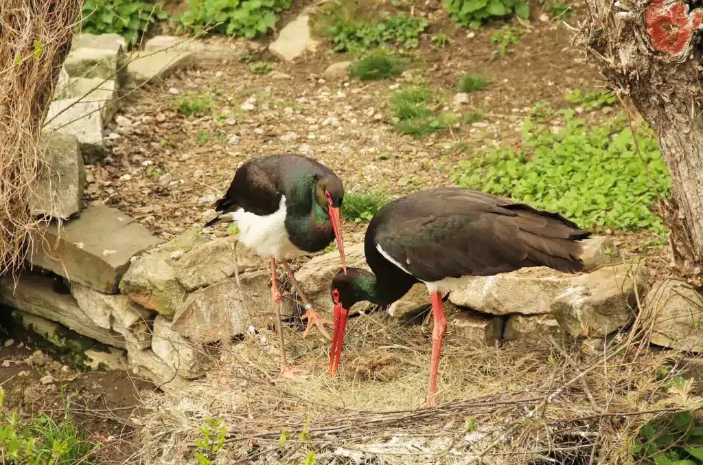 Two Nesting Black Storks 