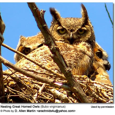 Nesting Great Horned Owls (Bubo virginianus)