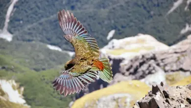 The Kea (Nestorinae) Is On Flight Looking For Prey