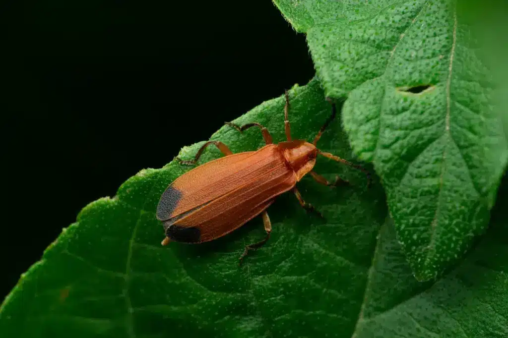Net Winged Beetle (Lycus trabeatus) On A Plant