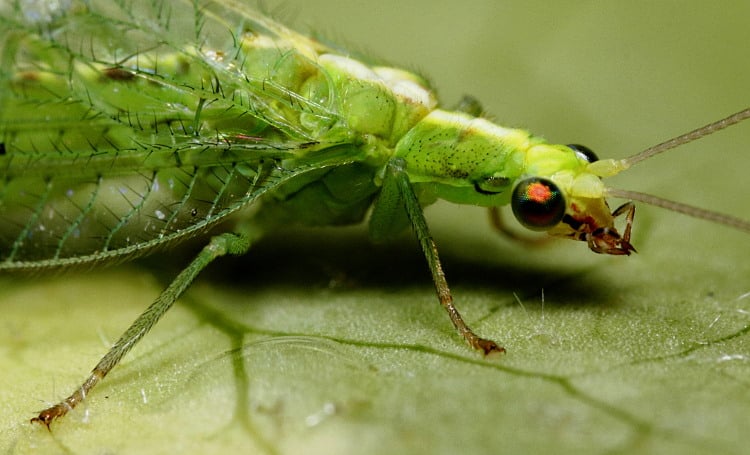 Neuroptera: The Ferocious Antlions and Lacewings