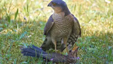 The New Britain Sparrowhawks Is Having A Fight