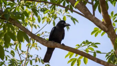New Caledonian Crow Perched On A Tree Branch