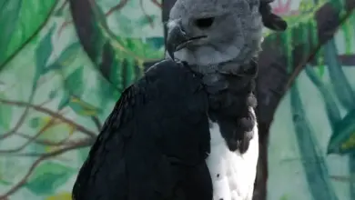 The New Guinea Harpy Eagles Sat On A Branch