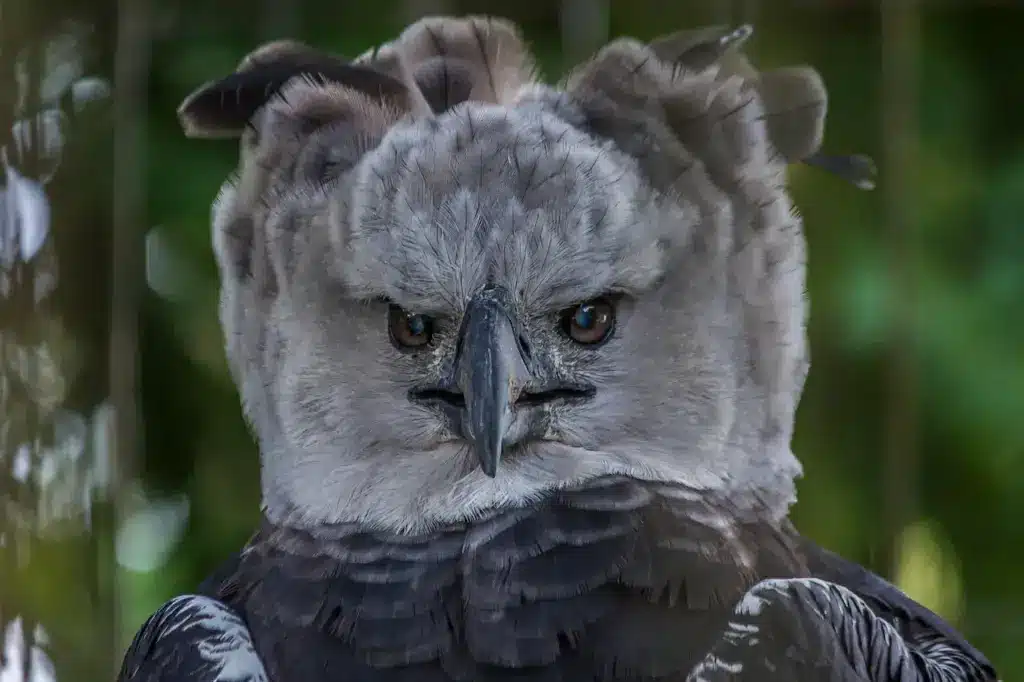 Close up of Harpy Eagle in New Guinea Hawk-eagles