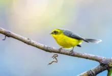 New World Warblers