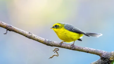 New World Warblers