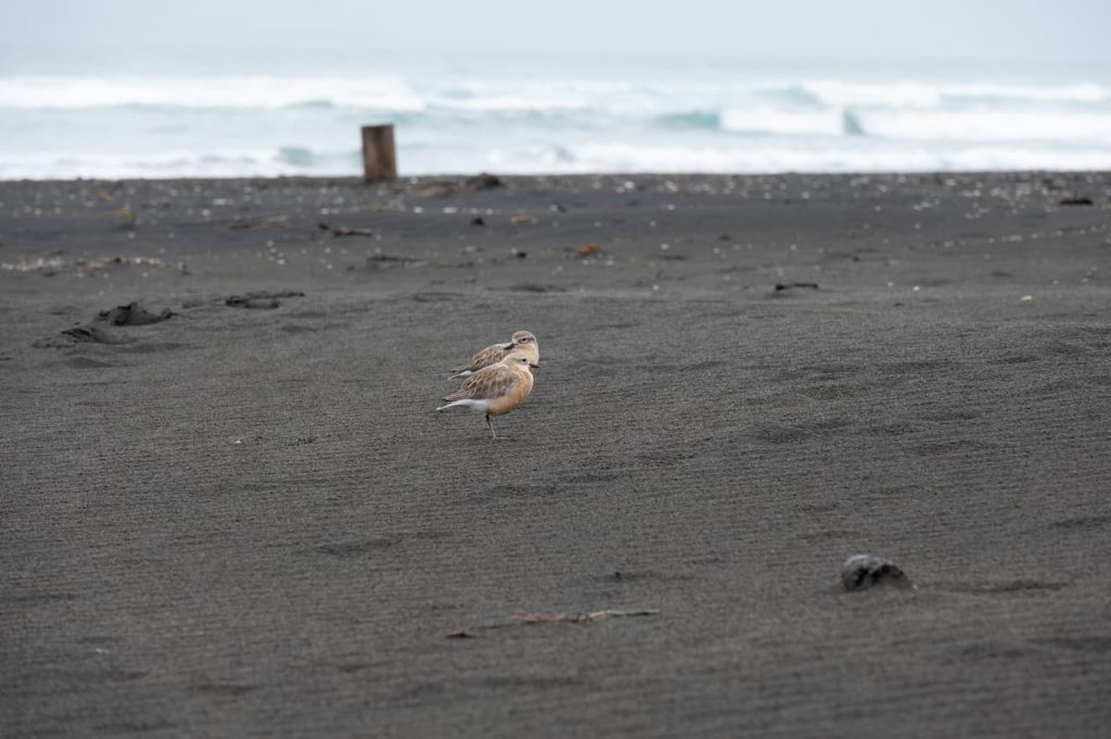 The Two New Zealand Dotterels Searching For Food In The Black Sand