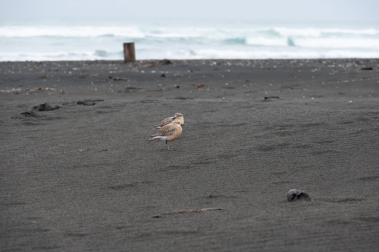 The Two New Zealand Dotterels Searching For Food In The Black Sand