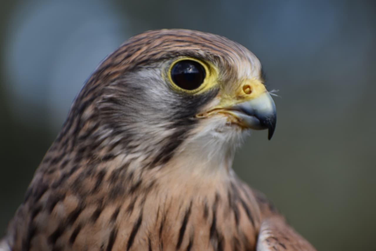 A New Zealand Falcon close up picture on its face.