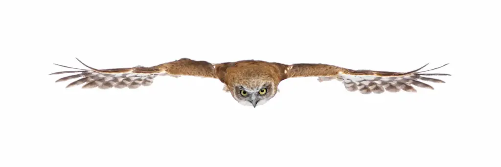 New Zealand Owl With Wings Spread Flying White Background