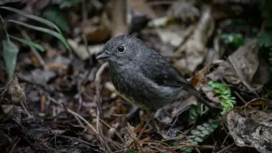The New Zealand Robins Is On A Shrub