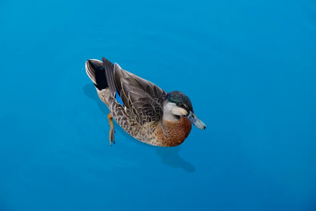 New Zealand Scaups in a Blue Water 
