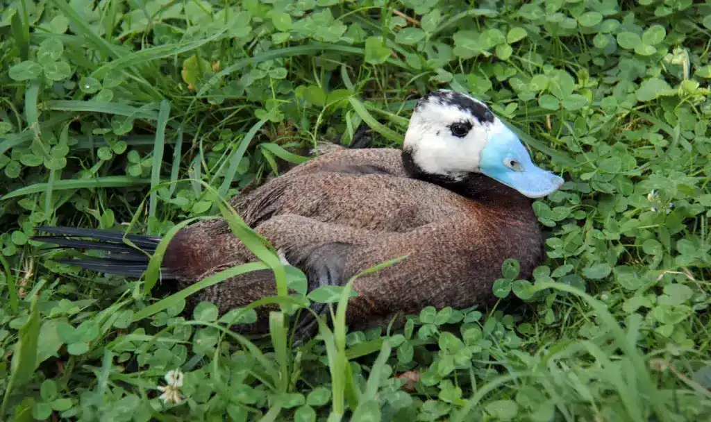 New Zealand Stiff-tailed Ducks on the Grass