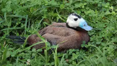 New Zealand Stiff-tailed Ducks on the Grass