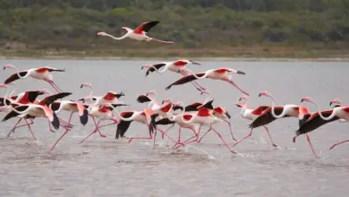 New Zealand Water Birds: A Flock of flamingos in the water.