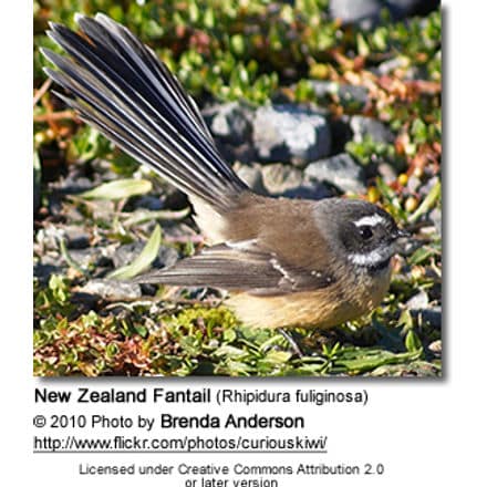 New Zealand Fantail (Rhipidura fuliginosa)