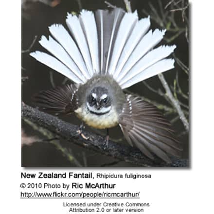 New Zealand Fantail, Rhipidura fuliginosa