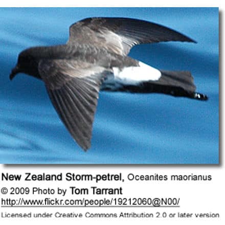New Zealand Storm-petrel, Oceanites maorianus