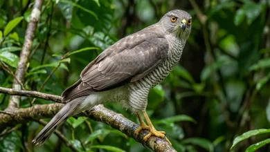 Nicobar Sparrowhawks (Accipiter butleri)