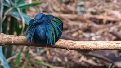 The Nicobar pigeon Resting On A Branch