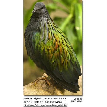 Nicobar Pigeon, Caloenas nicobarica 