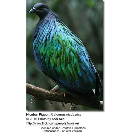 Nicobar Pigeon, Caloenas nicobarica