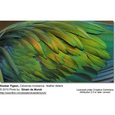 Nicobar Pigeon, Caloenas nicobarica - feather details
