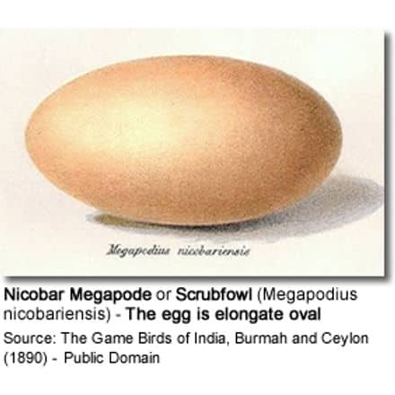 Nicobar Megapode or Scrubfowl (Megapodius nicobariensis) - The egg is elongate oval
