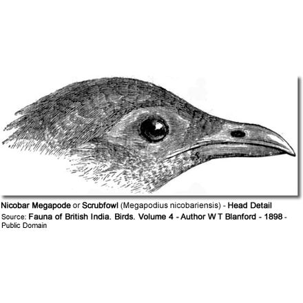Nicobar Megapode Head Detail