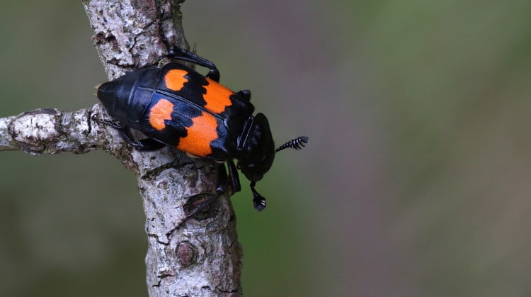 burying beetle on tree