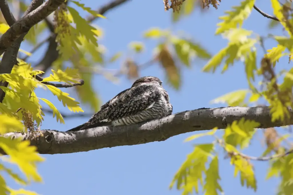 A Common Nighthawk Perched on Tree Nighthawks