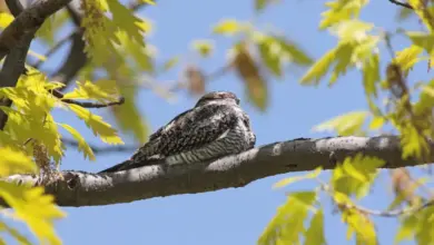 A Common Nighthawk Perched on Tree Nighthawks