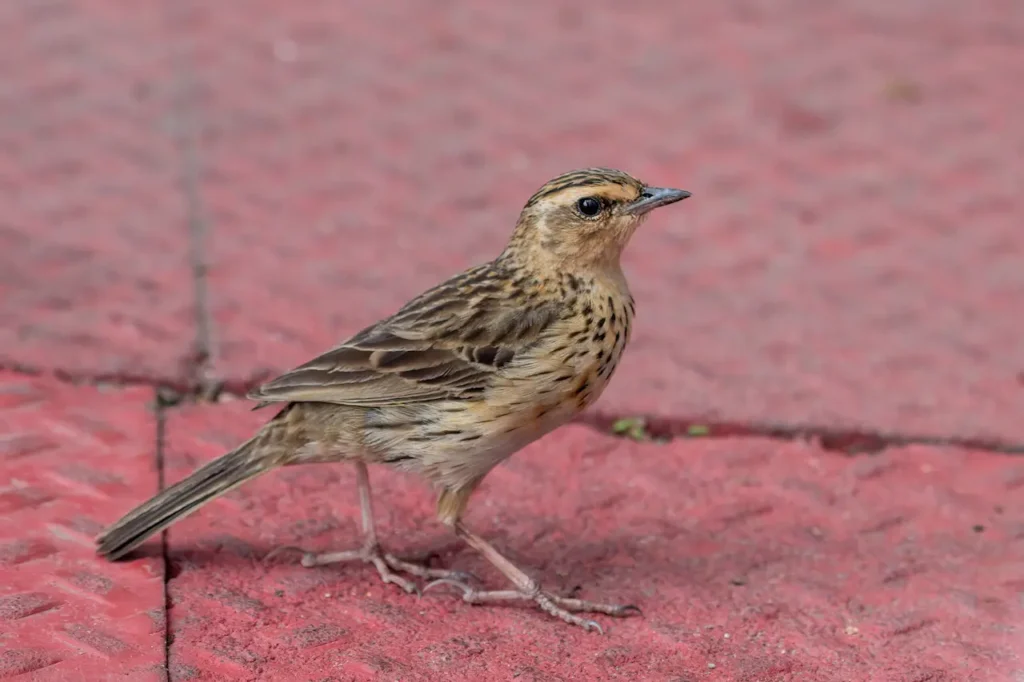 Nilgiri Pipits 