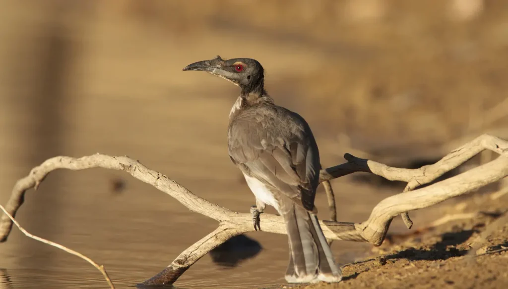 Noisy Friarbirds Perched on a Riverbank Log
