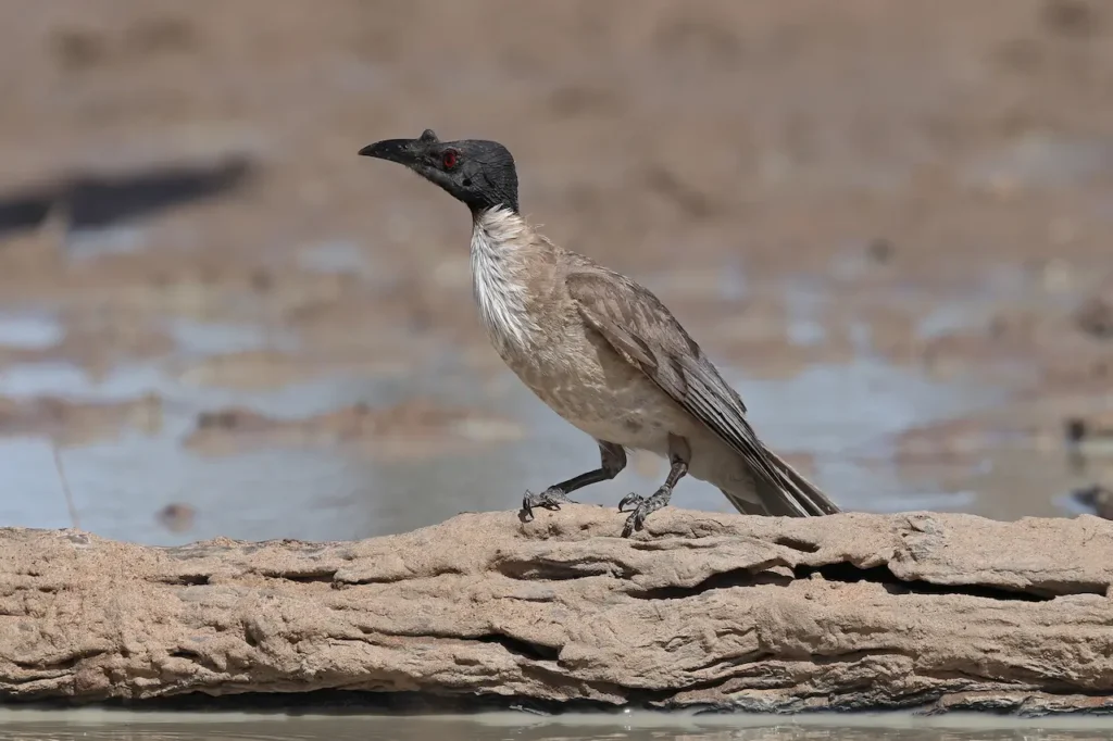 A Noisy Friarbird Looking for Food