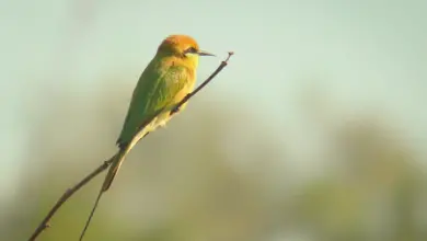 A Green Bea Eater Perched On A Branch Non-Passerine Birds