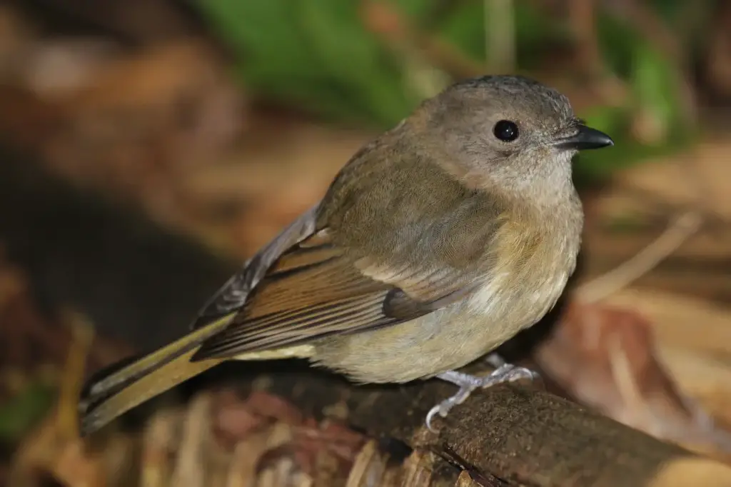 Norfolk Island Golden Whistlers Resting on a Branch