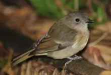 Norfolk Island Golden Whistlers Resting on a Branch